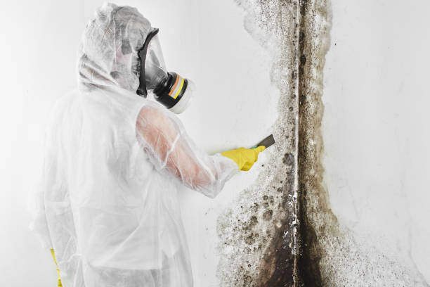 Attic Mold Removal in West Fork, AR