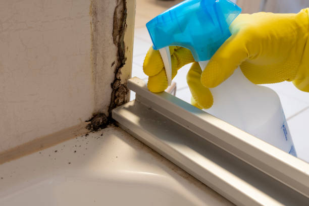 Best Best Mold Removal Companies  in West Fork, AR