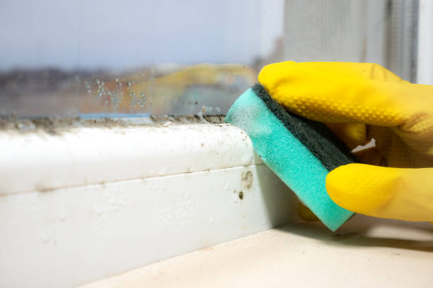 Best Local Mold Removal Service  in West Fork, AR