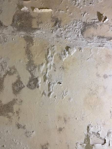  West Fork, AR Mold Removal Pros