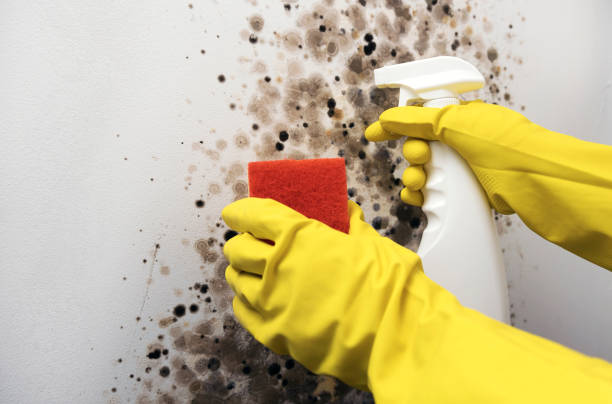 Best Mold Damage Repair  in West Fork, AR