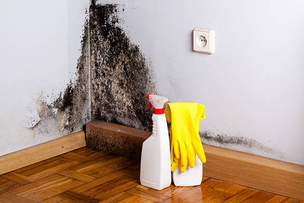 Best Attic Mold Removal  in West Fork, AR